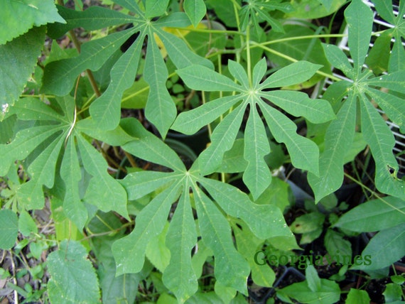 Manihot grahamii листья
