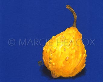 Blue and Gold Squash #1- Original Colored Pencil Drawing by Marcie Heacox 9" x 12" unframed photorealistic realistic yellow gourd ornamental