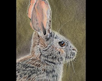 Desert Cottontail Rabbit - Original Colored Pencil Drawing by Marcie Heacox small framed photorealistic realistic