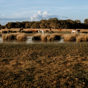 Cow Pasture Digital Backdrop Cowboy backdrop for photos