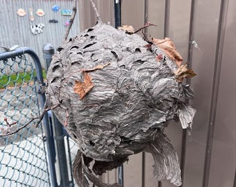 Natural Real Bald Face Hornet's Nest Abandoned Paper Wasp Beehive Taxidermy Nature Educational Oddity With Leaves and Branch