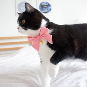 May include: A black and white cat wearing a pink bow tie with a gold bell. The cat is standing on a white bedspread.