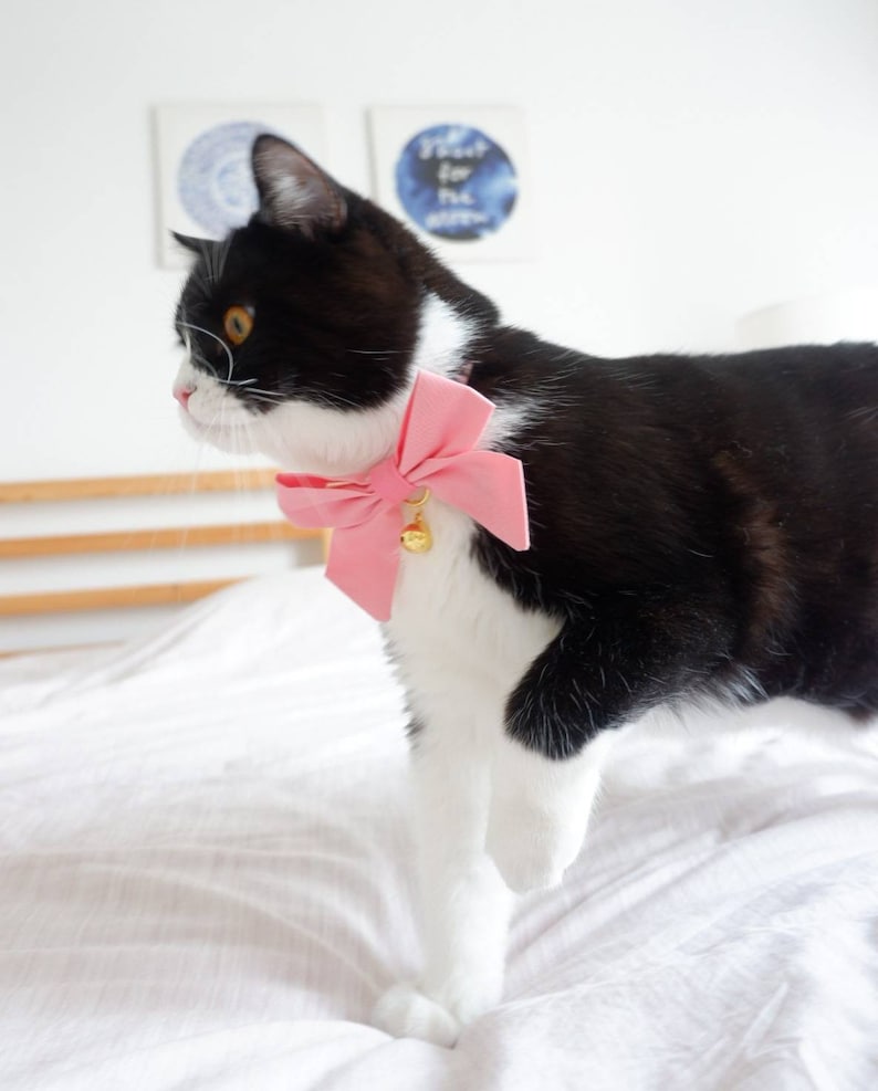 May include: A black and white cat wearing a pink bow tie with a gold bell. The cat is standing on a white bedspread.
