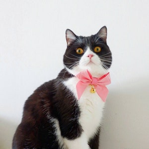 May include: A black and white cat wearing a pink bow tie with a gold bell. The cat has bright yellow eyes and is looking directly at the camera.