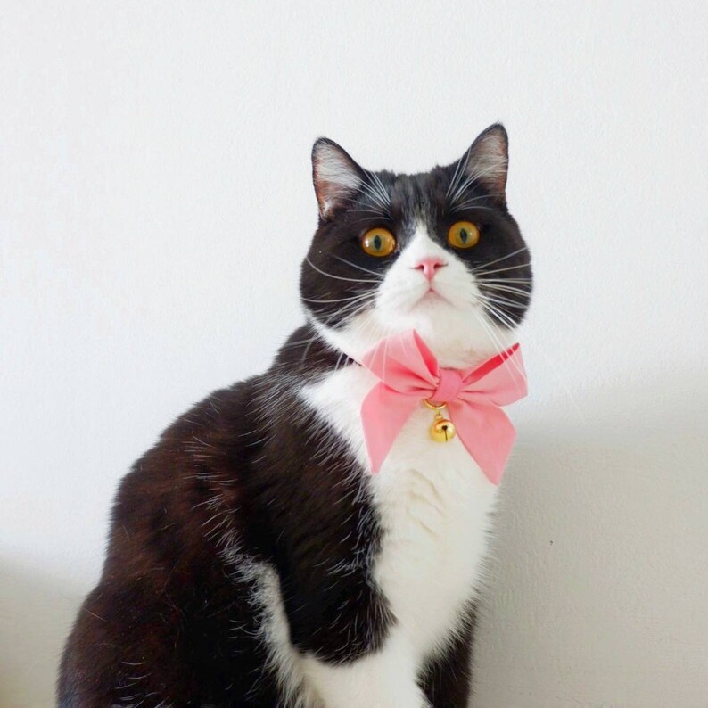 May include: A black and white cat wearing a pink bow tie with a gold bell. The cat has bright yellow eyes and is looking directly at the camera.
