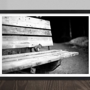 Squirrel, Parc National De la Jacques Cartier, Nature, Quebec, Canada, Wildlife, fine art 35mm photo print, wall art