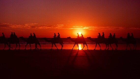 Broome camel walk on the beach at sunset Western Australia. | Etsy