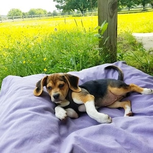 NESTING BED | Nest Style Bed | Unique Pet Bed With Cotton Canvas Cover | Wool Filled | Small and Medium Dog Bed Sizes Available