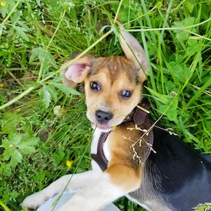 SMALL DOG HARNESS | Supple Bridle Leather | Adjustable Dog Harness for Small Dog Breeds and Puppies | Custom Fitted