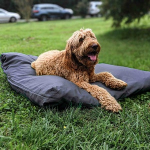 Pu&ograve; includere: Un cane dal pelo riccio color marrone dorato riposa su una cuccia rettangolare per animali di colore grigio scuro. Il cane ha un'espressione felice con la bocca aperta e la lingua visibile. La cuccia &egrave; in tessuto grigio scuro opaco e liscio.