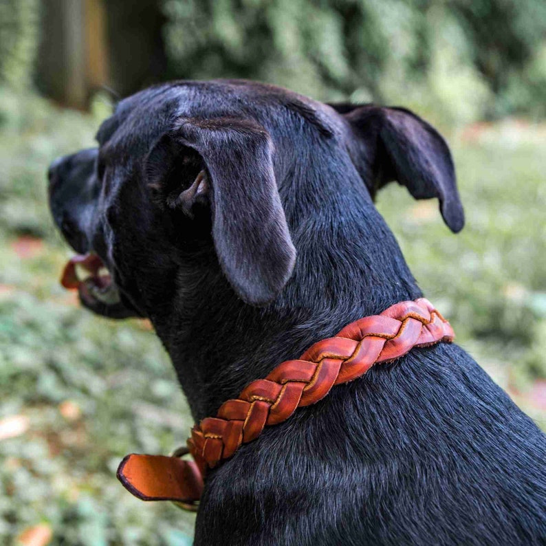 BRAIDED DOG COLLAR Braided Leather Dog Collar Designer Etsy