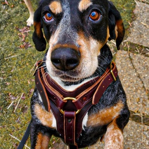 LEATHER DOG HARNESS | Sheepskin Lined Supple Bridle Leather | Adjustable Dog Harness for Large Breeds | Custom Fitted