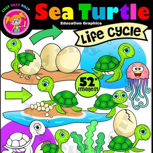 Levenscyclus zeeschildpadden. Clipart in kleur en zwart/wit. Klein commercieel en educatief gebruik.