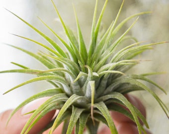 SALE Air Plant Tillandsia Ionantha Guat, Terrarium Plants, Air Plant Terrarium, Wholesale Air Plants Small Airplant Succulents Indoor Plants
