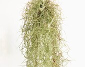 Spanish Moss SALE Live Air Plant Tillandsia Usneoides, Succulent Wedding, Rustic Wedding Deocr, Hanging Air Plant, Wholesale Air Plants