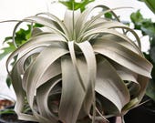 SALE Xerographica Air Plant Tillandsia, LARGE Air Plant, Succulent Wedding, Hanging Air Plant, Wholesale Air Plant, Indoor Plants, Airplant