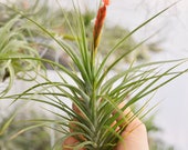 LARGE Air Plant Tillandsia Caulescens, Hanging Air Plant, Himmeli Plant, Air Planter, Wholesale Air Plant For Sale, Indoor Plants Tropical