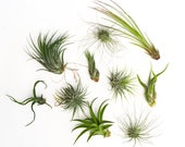 10 Bulk Air Plant Variety Pack, Succulent Air Plant Terrarium Plants, Wholesale Air Plants Tillandsia Large Air Plant Airplant
