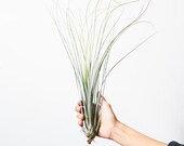LARGE Air Plant Tillandsia Juncea, Hanging Air Plant, Airplant, Himmeli Air Plant, Airplants, Wholesale Air Plants In Bulk, Indoor Plants