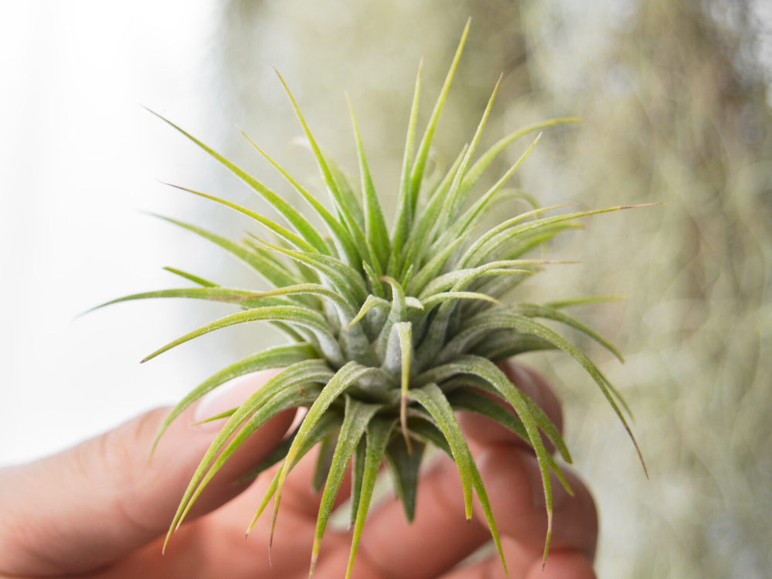 Тилландсия ionantha