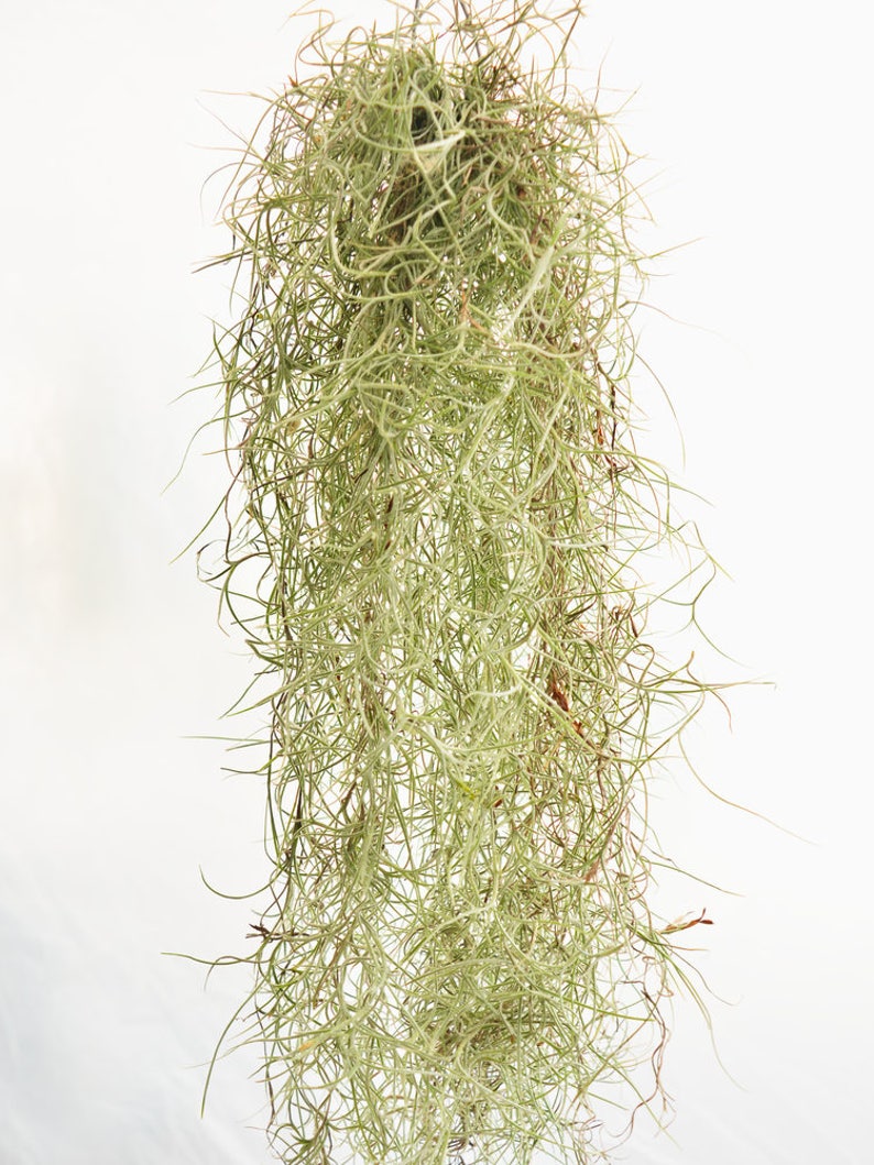 Spanish Moss SALE Live Air Plant Tillandsia Usneoides Etsy