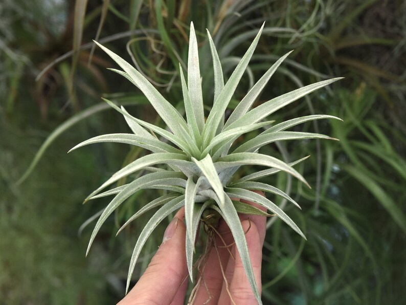 Airplant Terrarium Plants Air Plant Tillandsia Harrisii Hanging Air Plant Fuzy Air Plant Air Plant Terrarium Indoor Plants Succulent