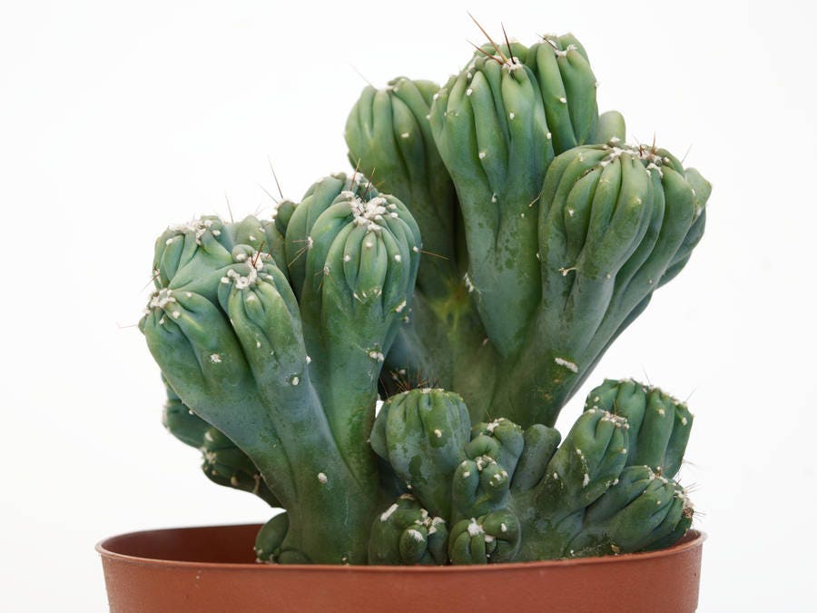 LARGE Cereus Peruvianus Monstrose Cactus, Ming Thing Monstrose Apple Cactus, Rare Cactus Plant