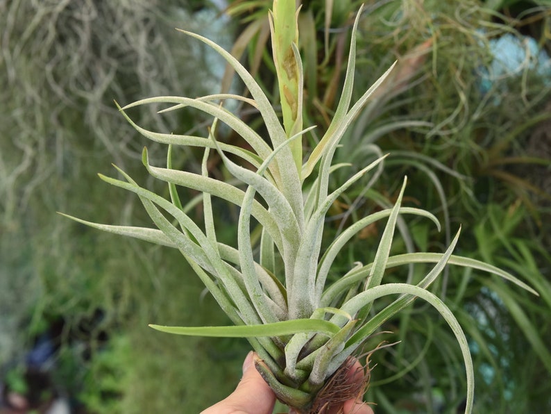 Airplant Terrarium Plants Air Plant Tillandsia Harrisii Hanging Air Plant Fuzy Air Plant Air Plant Terrarium Indoor Plants Succulent