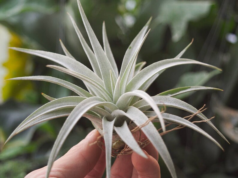 Airplant Terrarium Plants Air Plant Tillandsia Harrisii Hanging Air Plant Fuzy Air Plant Air Plant Terrarium Indoor Plants Succulent