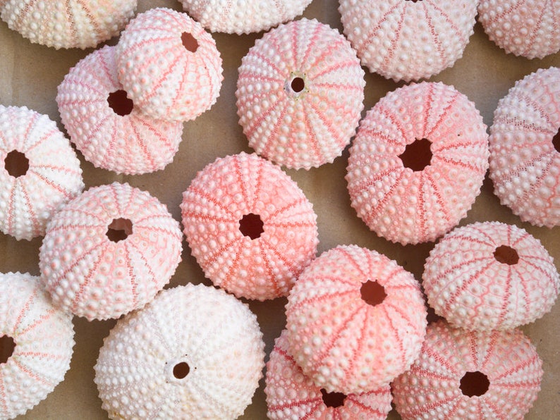 Small Bulk Seashells Sea Urchin Air Planter Air Plant Etsy