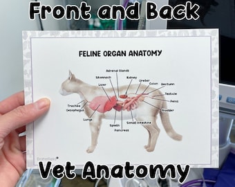 Veterinary Anatomy Card Bundle, Feline/Canine Guide