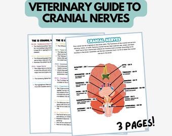 Veterinary Cranial Nerves Guide – Vet Tech Study Aid (Digital Download)