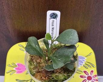 May include: A small Hoya Manipurensis plant with dark green, heart-shaped leaves potted in a clear plastic container filled with sphagnum moss. A white plant identification tag is inserted into the moss, clearly labeled with the number 73.