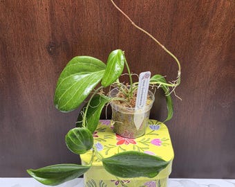 Hoya Quinquenervia 2in Rare Houseplant #153 Exact Plant 'Can't ship to Hawaii, Alaska, Puerto Rico, US Virgin Islands'