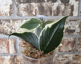 hoya nabawaensis variegated カット苗 hoya nabawaensis variegated カット苗 Hoya Nabawanensis Variegated