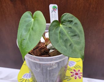May include: A small plant with two heart-shaped green leaves potted in a clear plastic container filled with brown coconut coir and white stones. A white plant marker with the number 177 is inserted into the soil, and the pot sits on a yellow base.