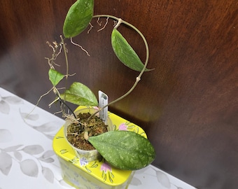 Hoya 'Chicken Farm' 2in Rare Houseplant #145 Exact Plant 'Can't ship to Hawaii, Alaska, Puerto Rico, US Virgin Islands'