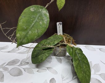 May include: A Hoya Chicken Farm plant in a small clear plastic pot with sphagnum moss. The plant features several elongated, pointed green leaves with light silver speckling and a thin, trailing vine. A white plant marker is inserted in the soil.