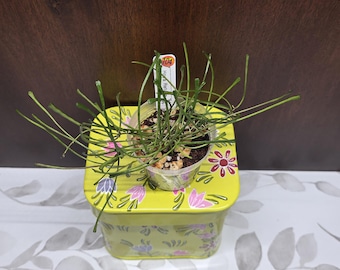 May include: A Hoya Retusa plant with thin, needle-like green leaves in a clear plastic pot, sitting on a lime green metal tin decorated with pink and purple flower patterns. A white plant identification tag with the number 104 is in the soil.