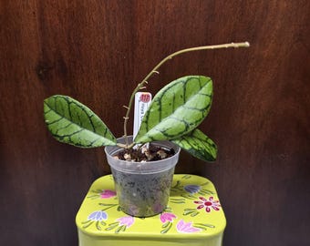 May include: A Hoya Callistophylla plant in a clear plastic pot with dark green, veined leaves and a long, thin, leafless vine extending upward. A white plant identification tag with the text Hoya Callistophylla and the number 117 is visible.