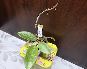 May include: A Hoya Pallida plant in a small plastic pot with a white plant marker labeled 108. The plant features several smooth, pointed, light green leaves and a single long, thin, upward-reaching vine with small nodes along its length.