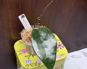 May include: A Hoya Pottsii 'Kha' plant cutting with a single large, glossy, dark green, heart-shaped leaf. The plant is rooted in a clear plastic cup filled with light brown sphagnum moss and includes a white plant tag labeled with the number 36.