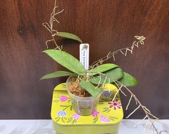 May include: A Hoya Scortechinii plant in a clear plastic pot with sphagnum moss, featuring green leaves and long, thin, vining stems with aerial roots. A white plant marker with the text Hoya Scortechinii and the number 34 is inserted in the pot.
