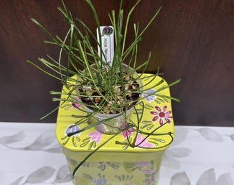 May include: A Hoya Retusa plant with thin, needle-like green leaves in a clear plastic pot, featuring a white plant marker labeled 100 and Hoya Retusa. The pot sits on a square yellow metal tin decorated with pink and purple floral patterns.