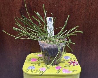 May include: A Hoya Retusa plant with thin, needle-like green leaves growing in a clear plastic pot. A white plant marker with the text Hoya Retusa and the number 103 is inserted into the soil. The plant is positioned on a light green metal container.