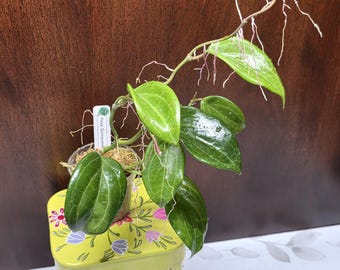 May include: A Hoya Quinquenervia plant with glossy, dark green, ovate leaves and visible aerial roots growing from a vine. The plant is potted in a clear container with a white plant marker and sits atop a yellow metal tin with a floral pattern.
