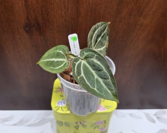 May include: A small Anthurium plant with dark green, heart-shaped leaves featuring prominent white veins, potted in a clear plastic container with a white plant tag labeled 183, resting on a yellow metal tin decorated with purple and green floral patterns.