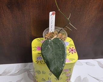 May include: A Hoya Pottsii 'Khao Yai' plant cutting with a single large, dark green, heart-shaped leaf and a thin stem with aerial roots. The plant is in a small clear plastic pot with moss and a white plant marker labeled '37 Hoya Pottsii Khao Yai'.