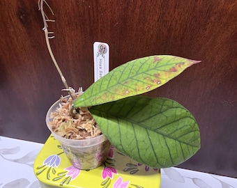Hoya Sabah 2in Rare Houseplant #91 Exact Plant ((Can not ship to Hawaii, Alaska, Puerto Rico, US Virgin Island))