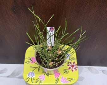 May include: A Hoya retusa plant with thin, grass-like green leaves in a clear plastic pot. A white plant marker with the text Hoya retusa and a purple sticker with the number 105 is inserted into the dark brown soil among small light-colored stones.